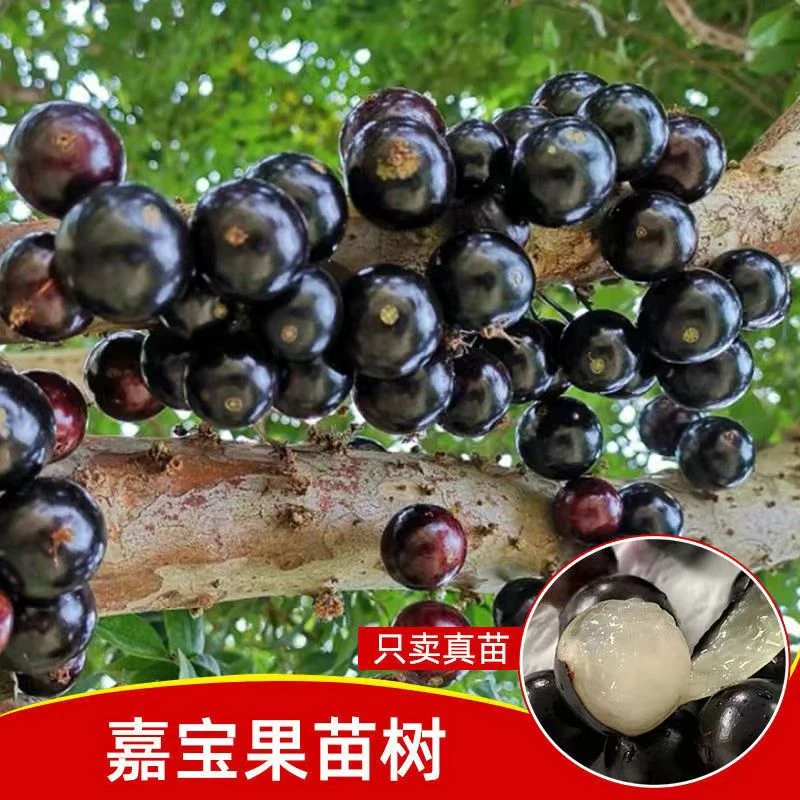 沙巴嘉宝果树葡萄苗盆栽地栽庭院都可以种植带土带叶发货