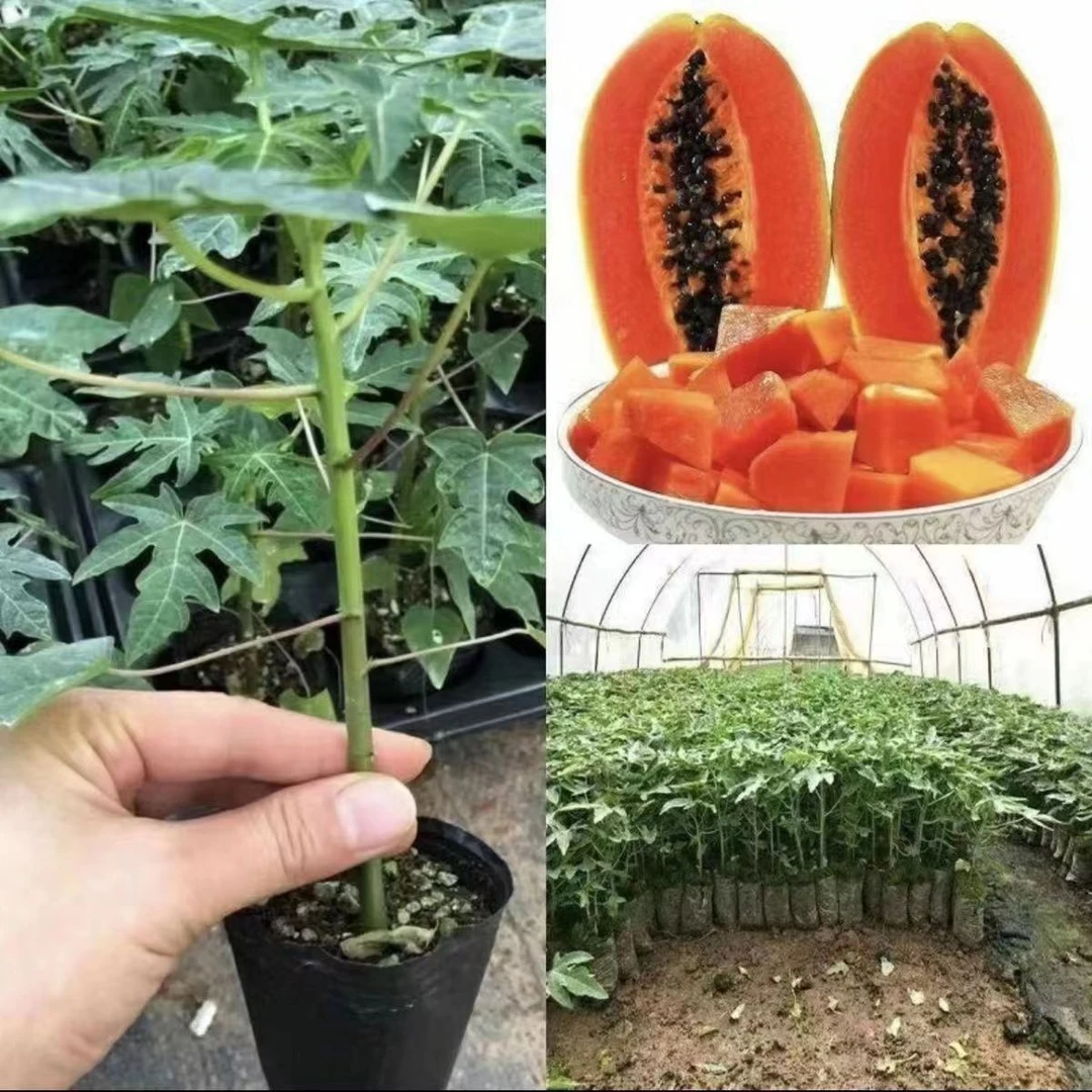 大青红肉木瓜苗盆栽地栽