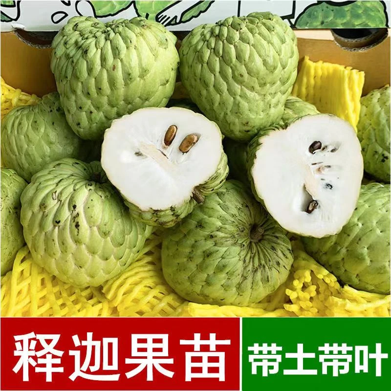 广西嫁接释迦果果树苗台湾凤梨释迦果树苗盆栽地栽带土带叶发货