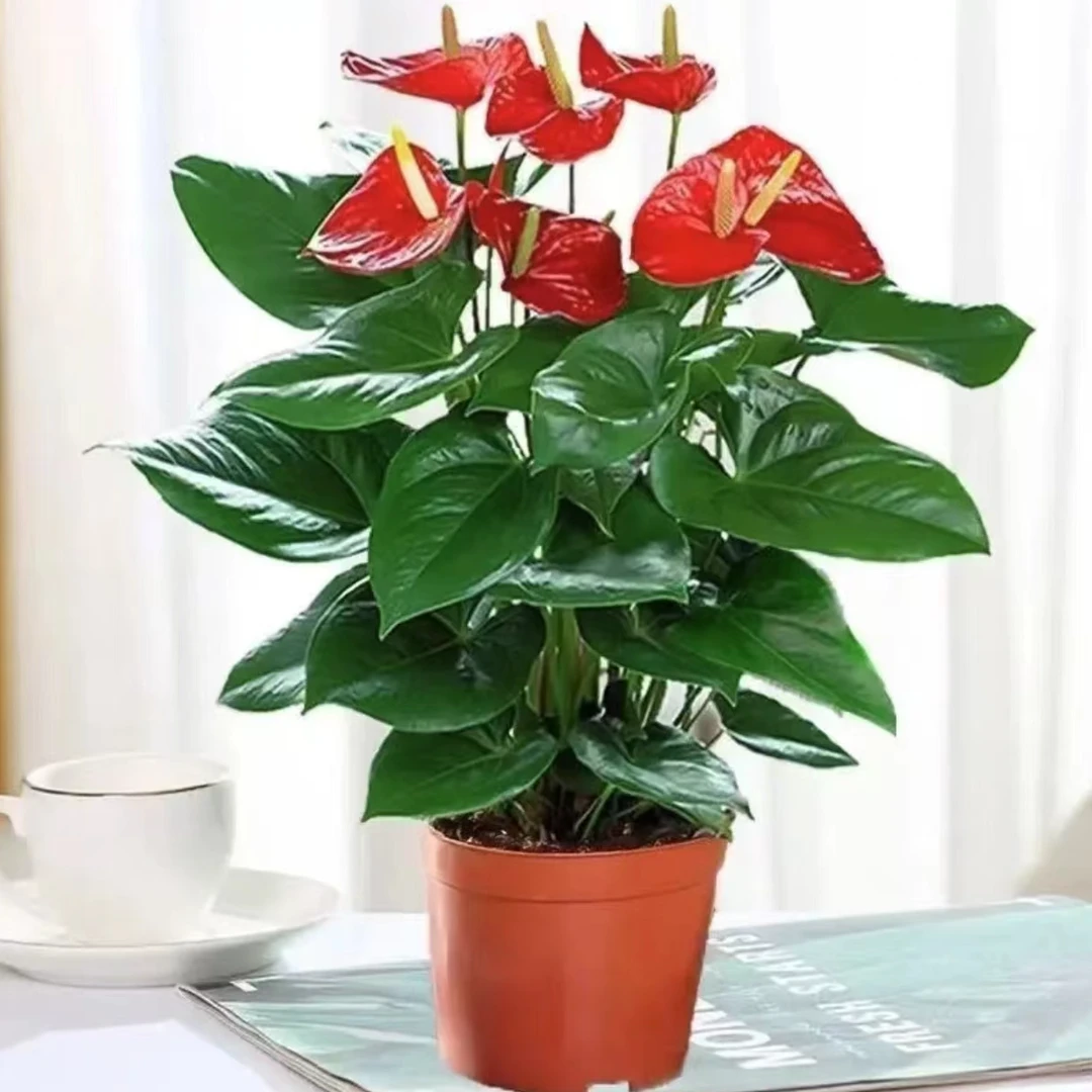 【精品红掌】室内一帆风顺鸿运当头盆栽水培植物办公客厅养殖艳丽