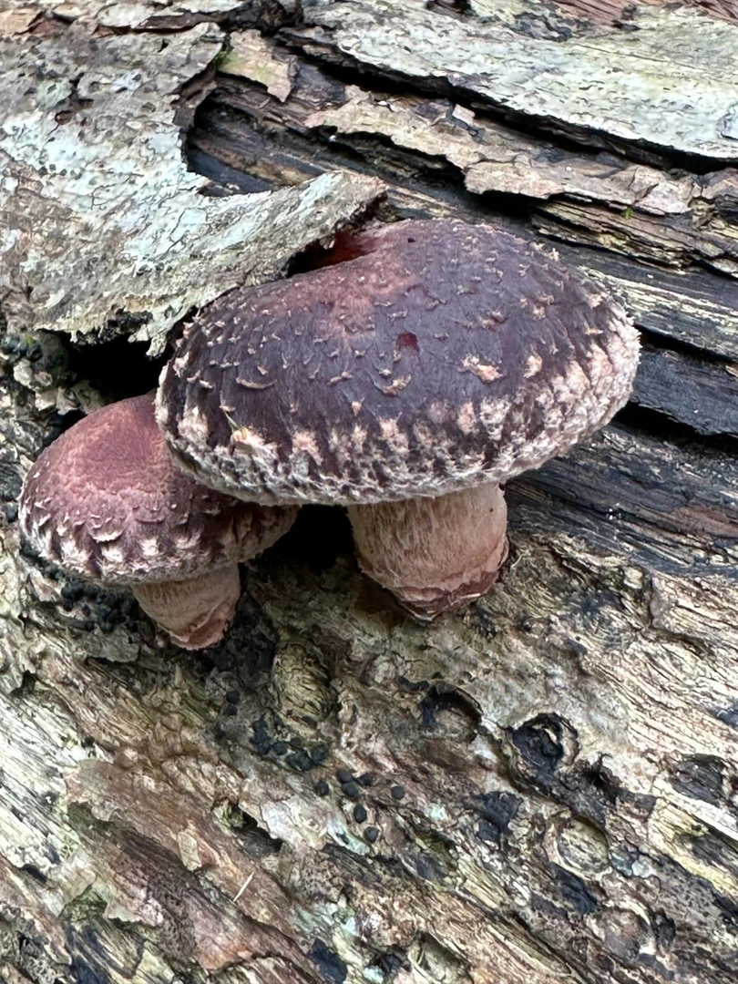 【稻悠悠】椴木香菇鲜品（湿的）