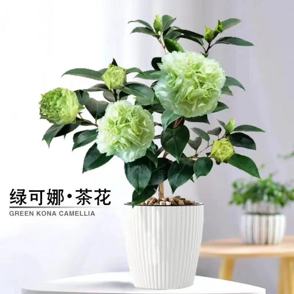 【滨语】【绿可娜】茶花稀有品种名贵花卉盆栽绿色花植物室内易养喜庆