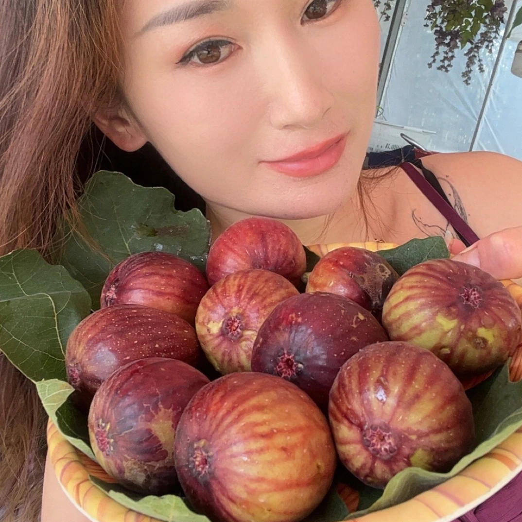 新鲜现摘红皮无花果当季孕妇水果