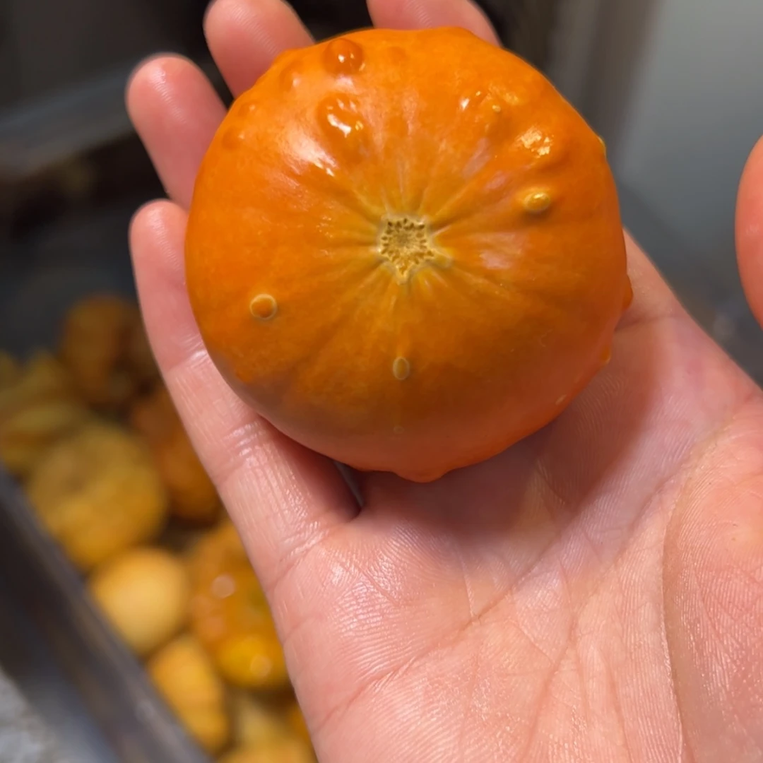 【闪购商品】天然葫芦老****物