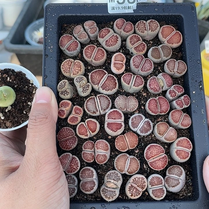 ?**菲558大舅生石花肉锥