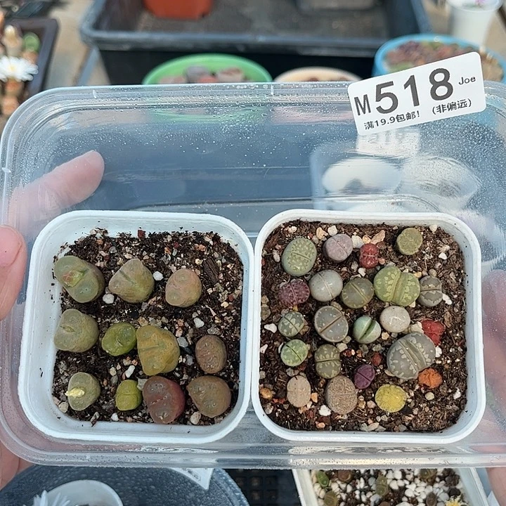 518大舅生石花肉锥