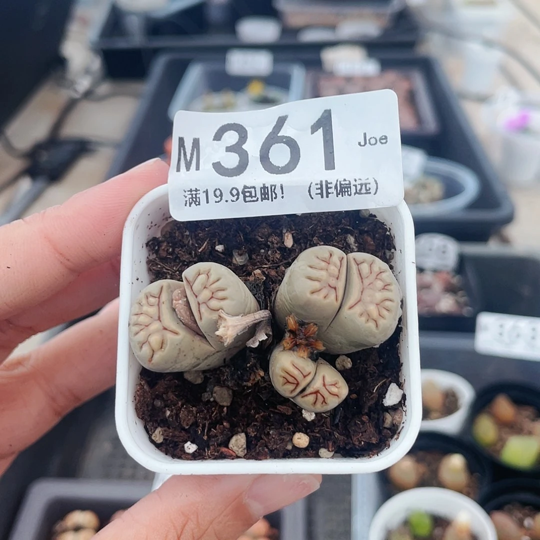 361大舅生石花肉锥