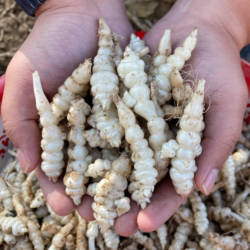 【直播特价】宁夏新鲜现挖螺丝菜地溜子黄金宝塔菜新鲜脆腌制泡菜