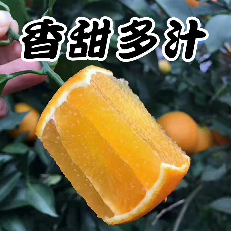 湖南正宗麻阳冰糖橙个小味甜橙新鲜当季孕妇水果非果冻橙脐橙包邮