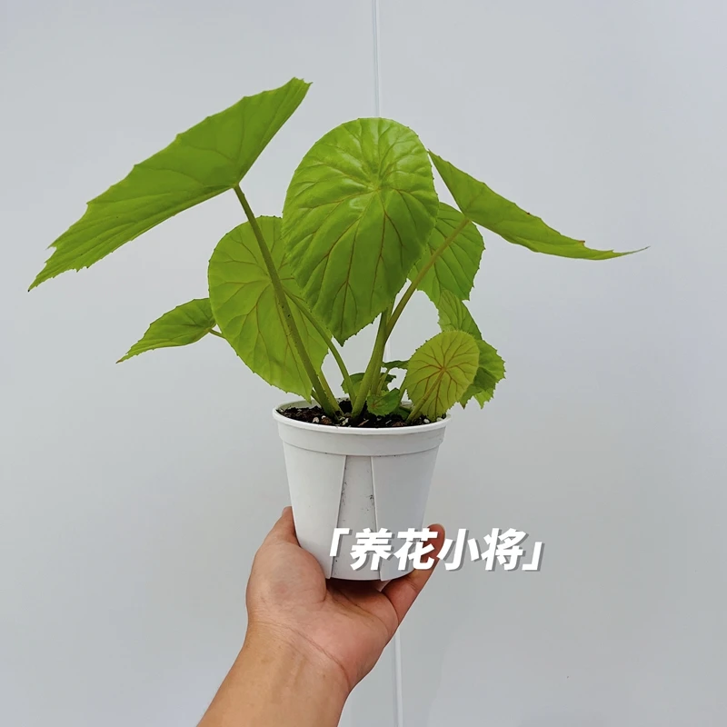 直播间专用低价链接请勿私自下单  粉丝福利  室内网红热植