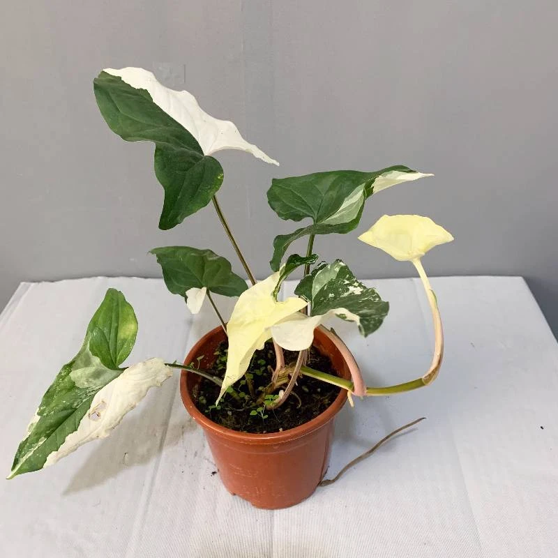【几禾植系】三色锦合果芋白锦合果芋圣诞极锦二型叶室内阳台绿植物