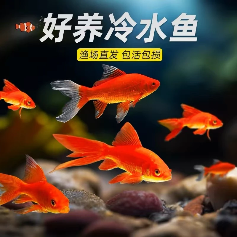 大尺寸11条7-9厘米多彩混色火焰红草金鱼耐活观赏鱼水族活体