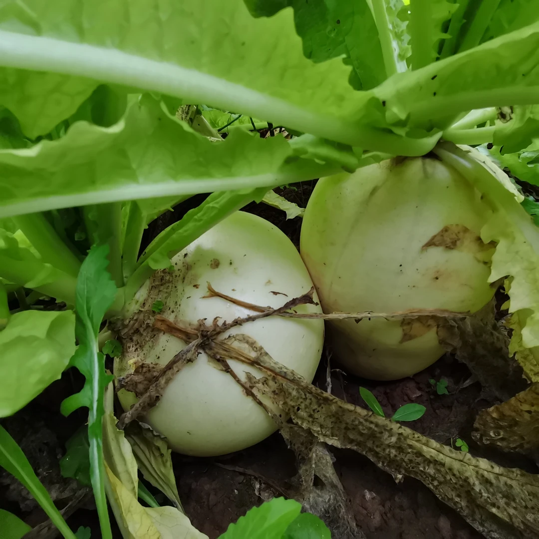 四川本地农家菜（组合套装:牛心白、蒜苔、生菜、汉菜、莴笋、藠头等）