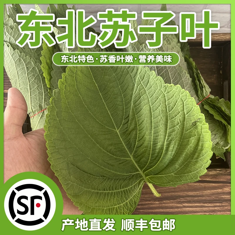 【新鲜苏子叶】东北特产紫苏叶烤肉蘸酱解腻大叶100g/250g/500g顺丰