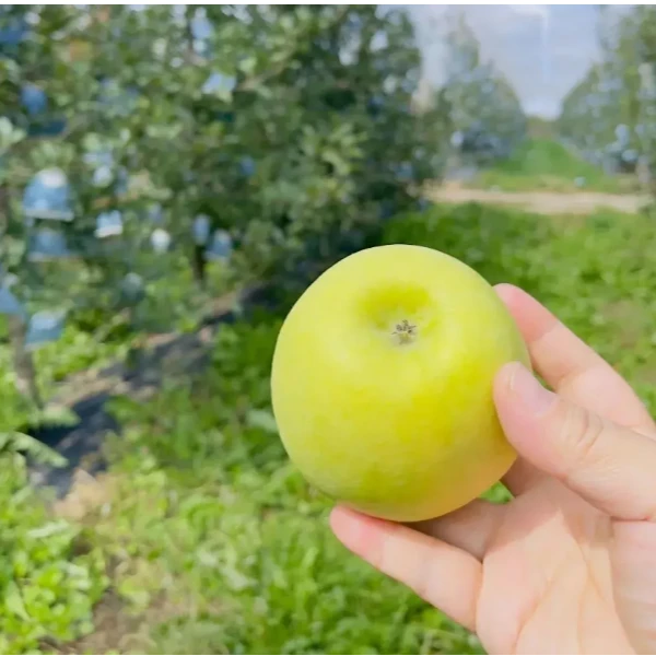 新店开业，福利品,，陕西瑞雪苹果