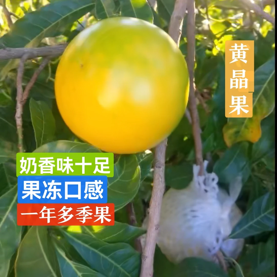一物一拍，钻石新品种黄晶果，黄宝石