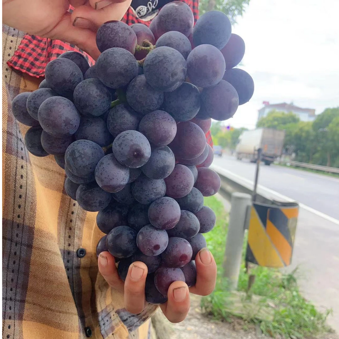 无籽夏黑葡萄 甜蜜上市  现采现发 江浙沪包邮