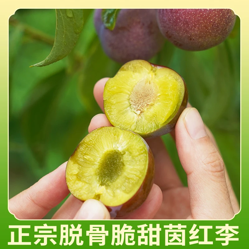 四川宜宾屏山茵红李新鲜脆甜好吃精选果清脆脱骨李产地直发5斤装