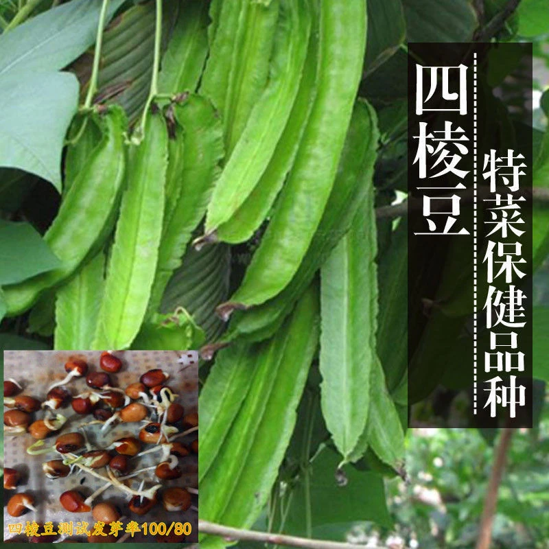 四角豆（四棱豆）种子四角豆豆种阳台春季蔬菜种子大全新疆包邮