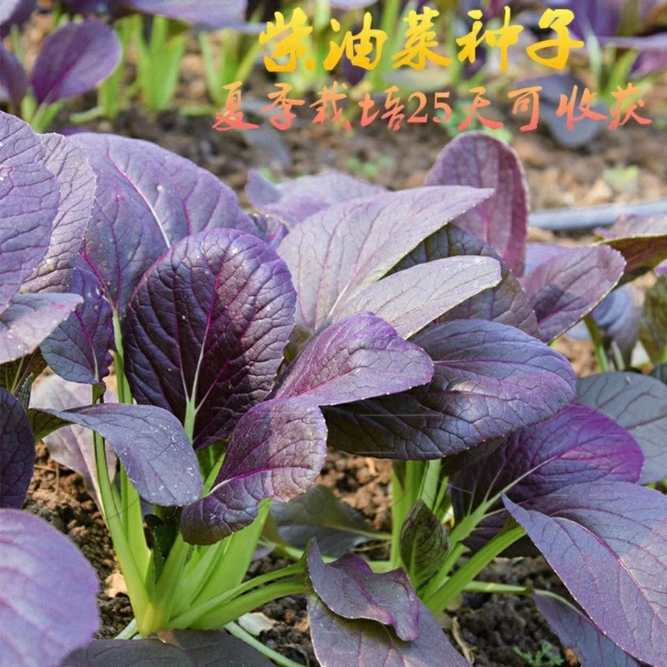紫罗兰紫上海青小白菜紫油菜种子庭院阳台盆栽易种四季蔬菜种子