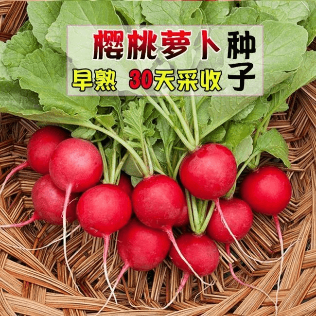 樱桃小萝卜种子迷你萝卜菜籽四季阳台盆栽早熟易种蔬菜水果萝卜籽