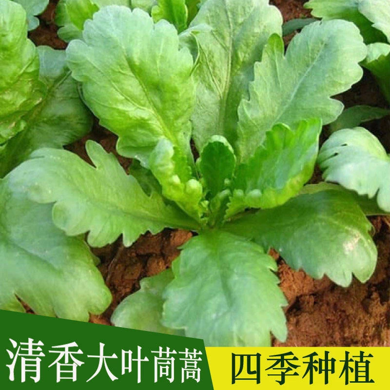 大叶茼蒿种子皇帝菜春季夏秋冬盆栽阳台四季青蔬菜种籽孑菜种子