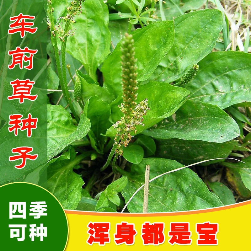 车前草车前子种子野菜中药材车草种子四季蔬菜种植菜园庭院用种
