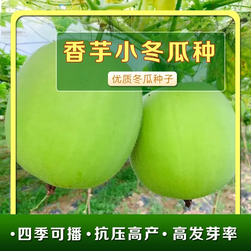 小玲珑香冬瓜种子香芋味冬瓜种子圆冬瓜种小冬瓜种蔬菜种子