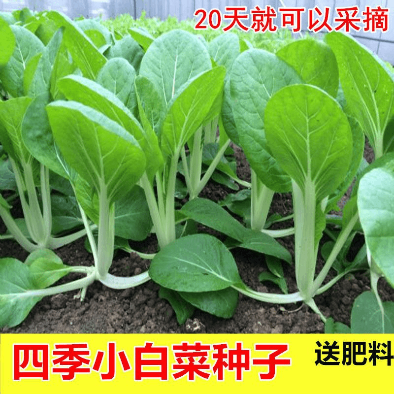 四季甜脆小白菜种子白帮青梗籽黄秧青菜盆栽露天大棚蔬菜种子