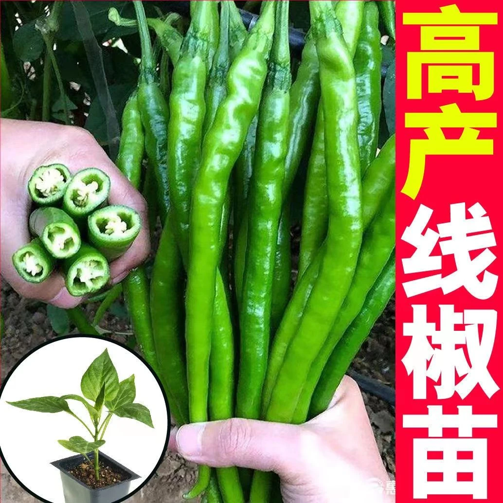 螺丝椒苗朝天椒苗美人椒苗线椒苗广东发货田地种植辣椒苗育苗运输