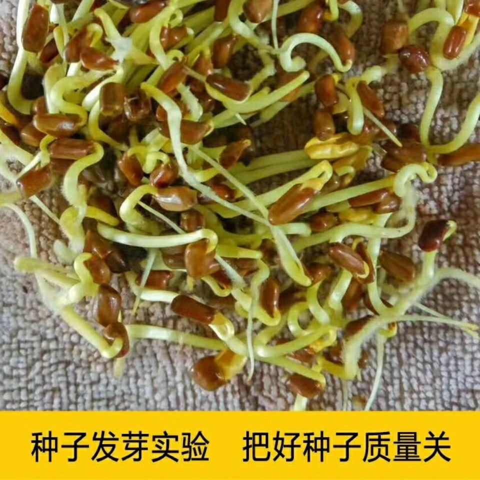 决明子种子原装中草药材决明种子阳台盆栽药用决明子种子