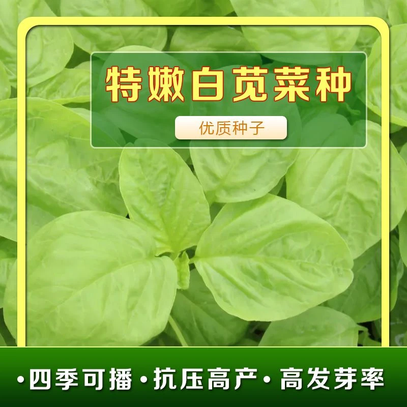 大叶青苋菜圆叶青苋菜阳台盆栽易发芽绿色健康鲜嫰蔬菜种子新疆