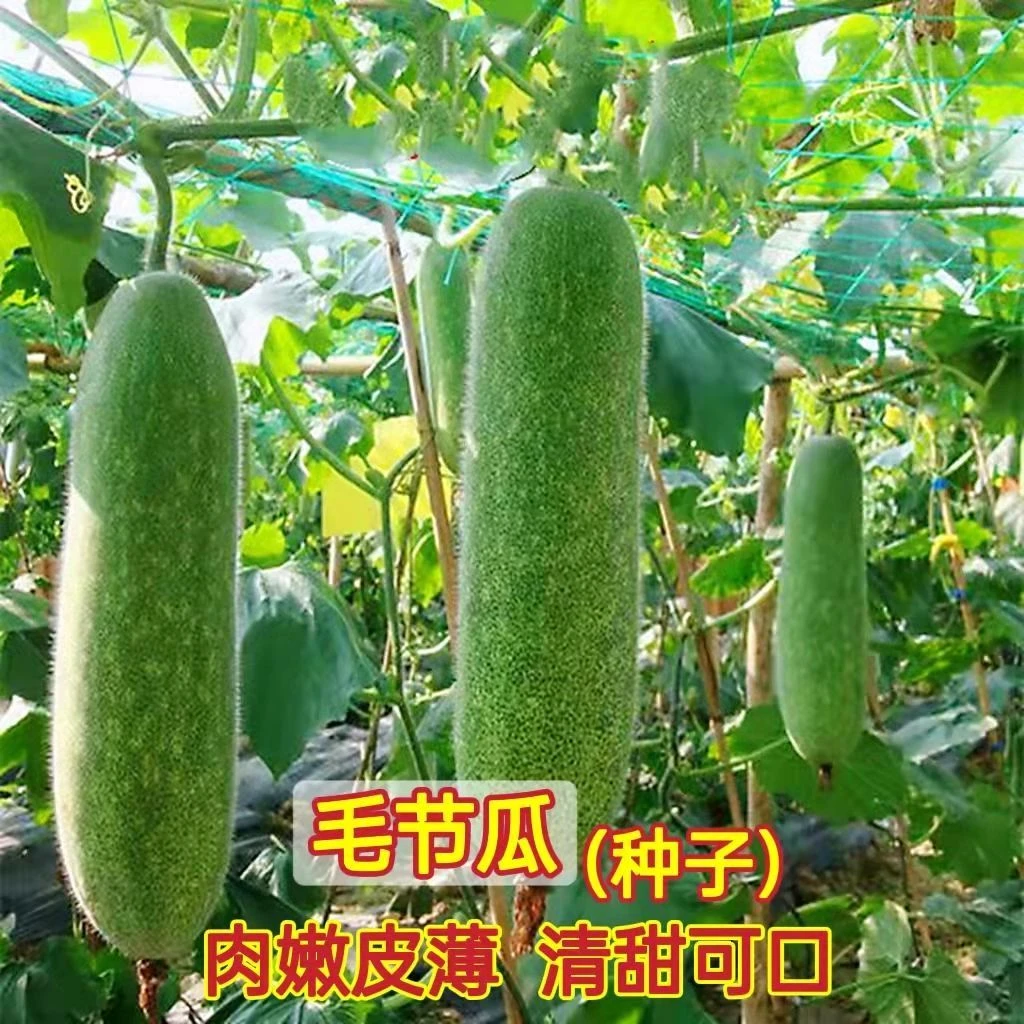 毛节瓜种迷你小冬瓜秧苗春秋季种早熟高产大田四季蔬菜种毛瓜新疆