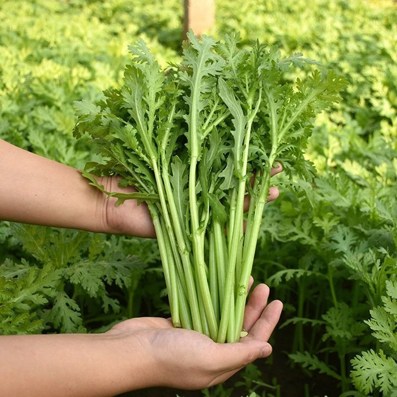 小叶茼蒿种子种籽菜种四季皇帝菜秋冬籽种冬季青菜蔬菜孑菜籽新疆