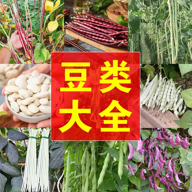 红豇豆种九粒白白芸豆种长豆角种几种蔬菜豆角混搭组合装发货种植