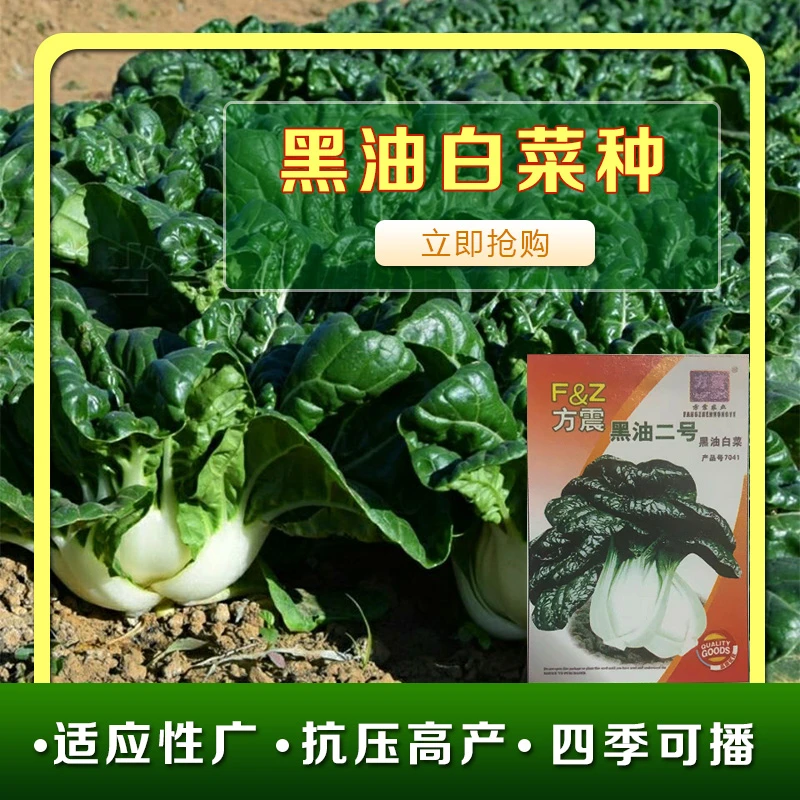 美味黑油二号黑白菜种小白菜种青菜四季种植盆栽大田黑油二号新疆