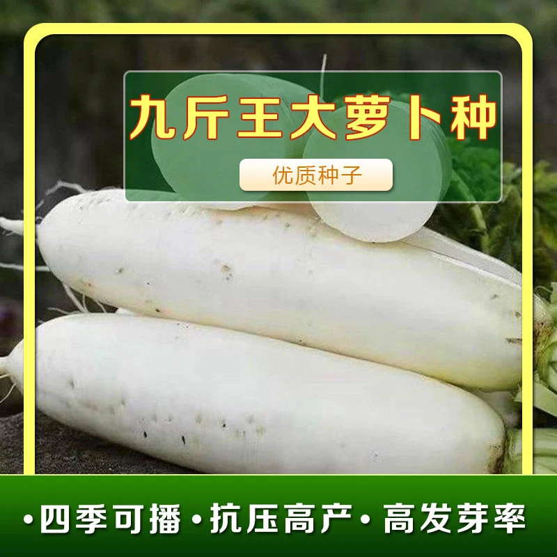 九斤王特大白萝卜种子四季高产春不老蔬菜种籽耐热秋季播种不空心