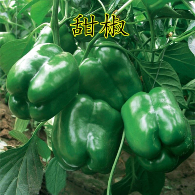 厚肉元椒菜椒种子甜椒种甜辣椒种子高产蔬菜椒辣椒种
