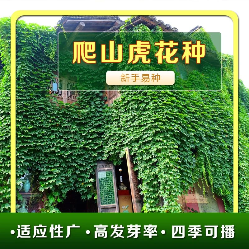 爬山虎种子四季常青耐寒易种室外阳台庭院爬藤爬墙观叶植物花种子