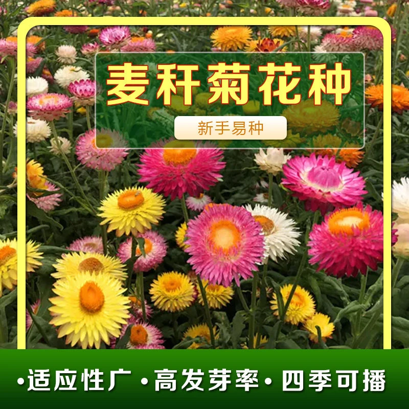 混色麦秆菊种子腊菊种籽庭院景观绿化盆栽花卉室内阳台易种植观花