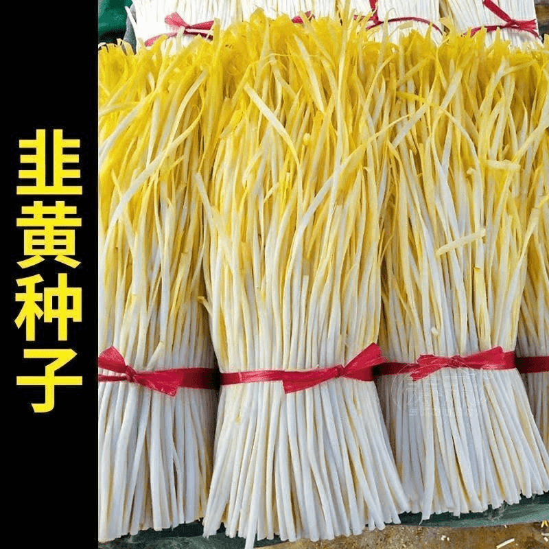 韭黄种子黄韭菜籽耐低温弱光高产农家大田盆栽韭菜秋冬四季蔬菜孑