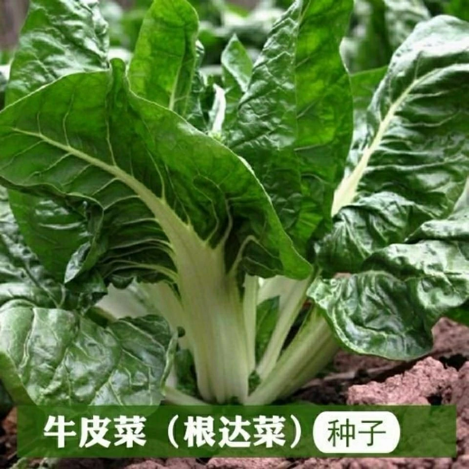 白梗大叶牛皮菜厚皮菜种子 四季春夏秋播种大田高产根达菜甜菜籽