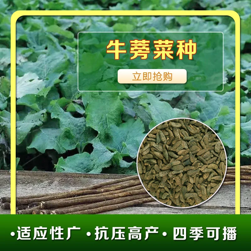 牛蒡子种子药材种籽大力子牛蒡菜籽四季高产耐热耐寒蔬菜种子