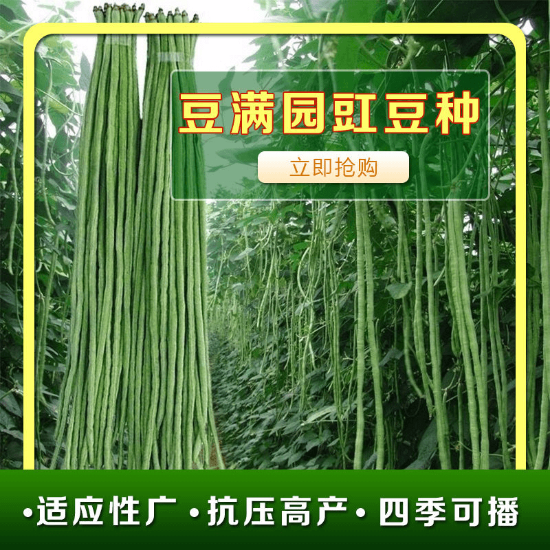 豆满园丰产豇豆种子角豆姜豆长豆角种子 原装蔬菜种子