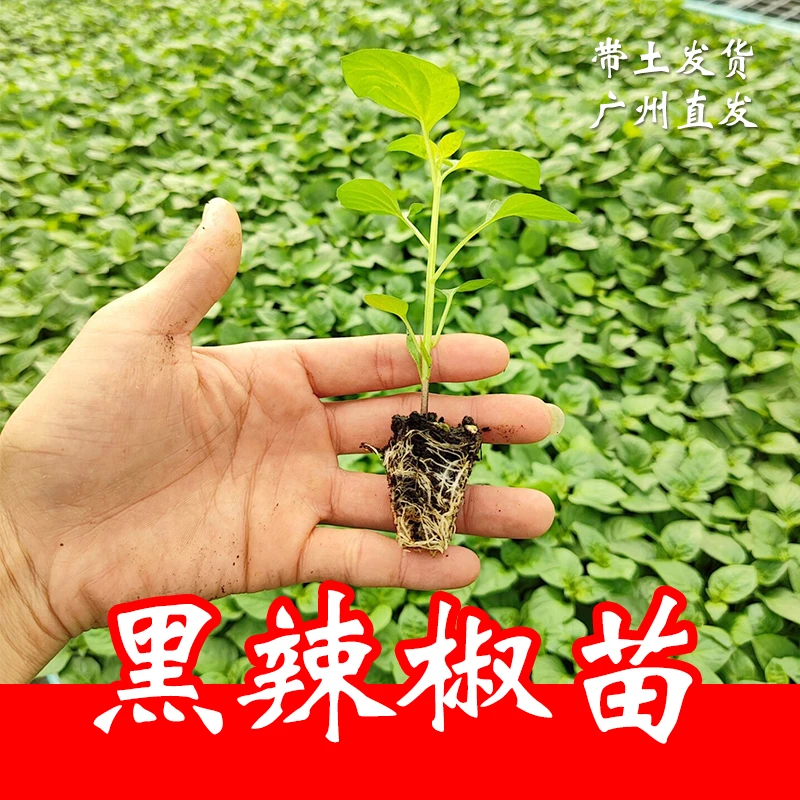 黑螺丝椒苗 四季高产辣椒苗子庭院紫尖椒种苗蔬菜秧苗