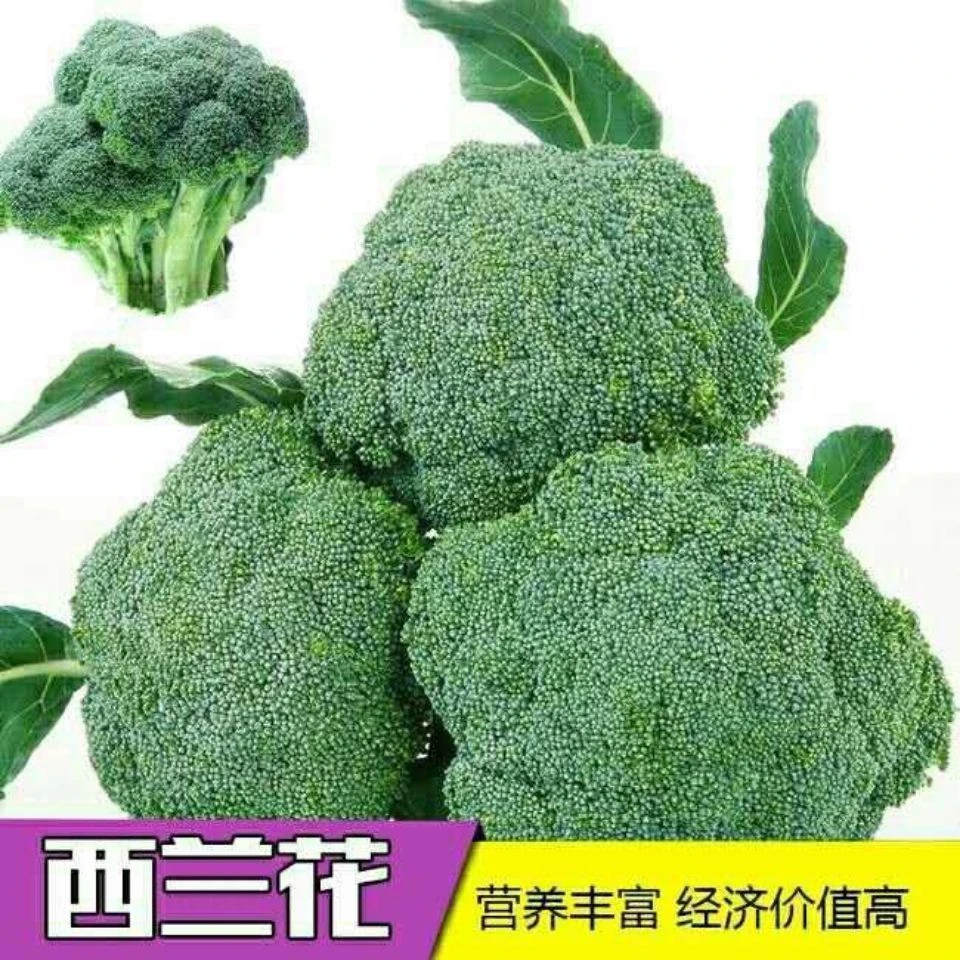 「西兰花种子」高产四季耐寒易种绿菜花青花椰菜庭院菜园蔬菜种子