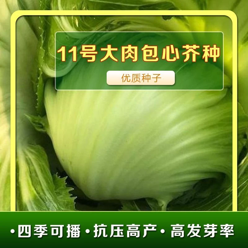 包心芥菜种子 11号大肉包心芥菜水咸菜盖菜包春秋播蔬菜芥菜新疆