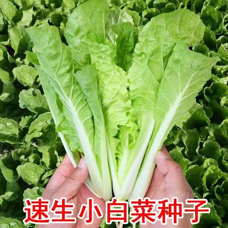快菜小白菜种耐热耐湿早熟蔬菜种籽春夏秋四季播种