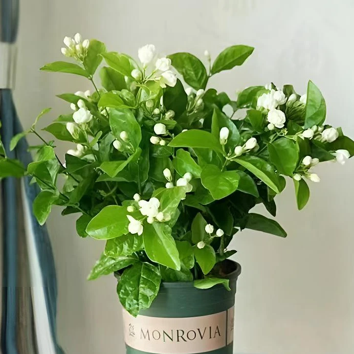 【新疆包邮】重瓣茉莉浓香型高品质大盆栽花期长盆栽庭院阳台好养