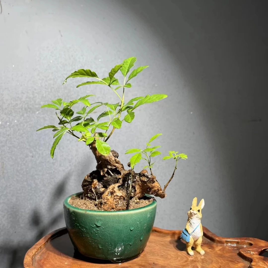 黄荆 一物一拍 直播链接